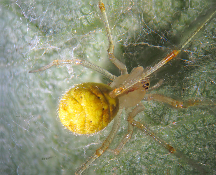 Theridion sp.